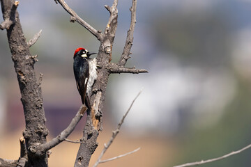 Dzięciur żołędziowy (Melanerpes formicivorus) © Grzegorz
