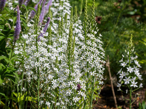 Ornithogalum ( Latin-Ornithogalum ponticum ) is a genus of perennial bulbous herbaceous plants of the subfamily Hyacinthaceae of the Asparagus family of the order Ornithogalum ponticum