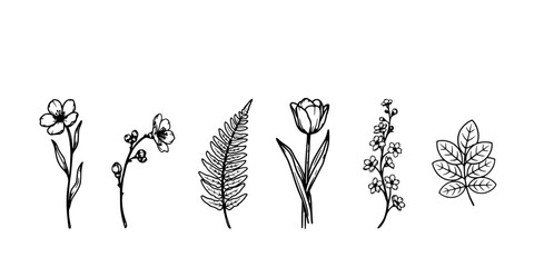 Naklejka premium Botanical Illustration Set of Six Delicate Black Line Drawings of Flowers and Leaves on White Background