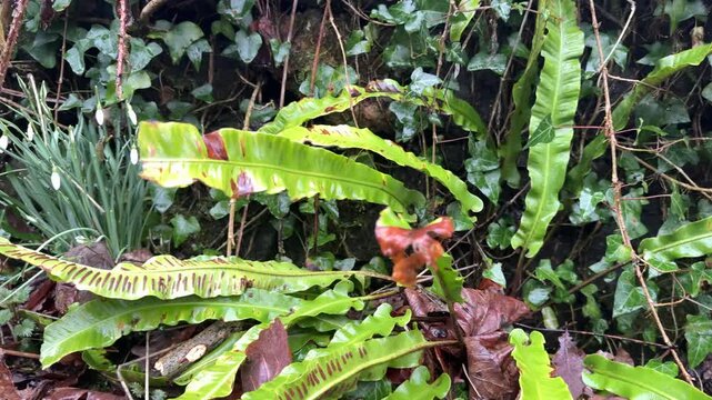Background of plants growing in natural conditions in wet area ferns. Beside a wall in countryside UK 4K