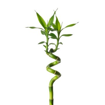 Lucky bamboo plant with spiraled stalk and green leaves on white background studio shot.