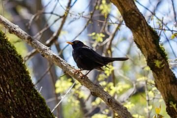 Obraz premium Blackbird perches on tree branch with mossy trunk