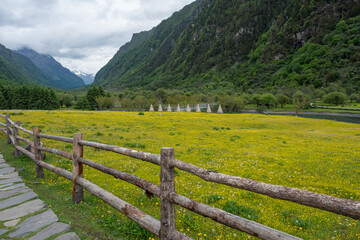 Fototapeta premium The meadow filled with wildflowers in the valley