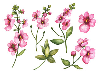 Fototapeta premium Set of watercolor pink flowers, illustration of Diascia (Twinspur) isolated on white background, hand drawn floral elements for design.