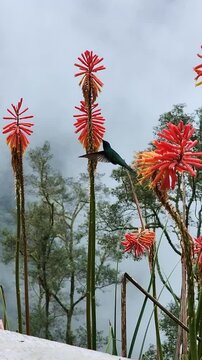 sparkling violetear hummingbird hovering and drinking nectar from a vibrant red hot poker flower. Beautiful nature scenery of cocora valley, colombia