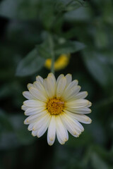 Fototapeta premium White and yellow calendula flower with water drops on petals after rain. Macro top view on a green background.