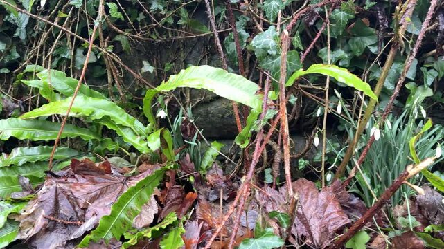 Background of plants growing in natural conditions in wet area ferns. Beside a wall in countryside UK 4K