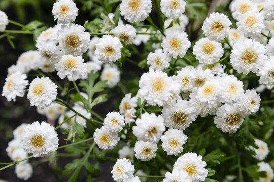 White feverfew flowers (Tanacetum parthenium) in full bloom. Small double chamomile blossoms in a summer garden, natural background.