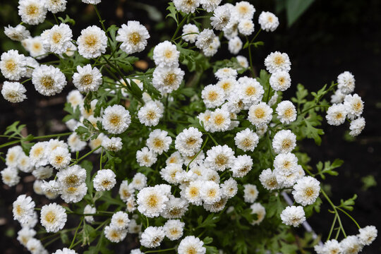 White feverfew flowers (Tanacetum parthenium) in full bloom. Small double chamomile blossoms in a summer garden, natural background.