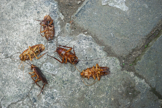 A top view shot of several dead american cockroaches lying upside down on a rough, cracked grey concrete paving background after pest control treatment.