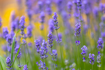 Obraz premium Beautiful lavender field at sunset. Purple flower background. Blossom violet aromatic plants.