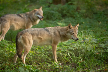 Wolf in the wild © Joanna