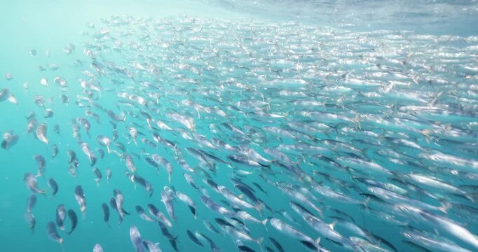 Huge bait ball of mexican sardines swimming underwater 2