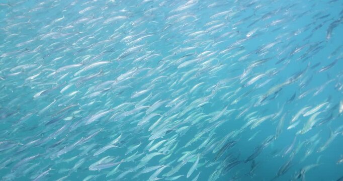 Huge bait ball of mexican sardines swimming underwater 3