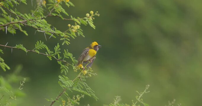 Male Yellow Baya Weaver Bird Flapping its wings in slow motion during the courtship ritual a start of monsoon in slow motion