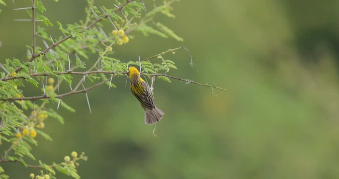 Male baya weaver bird begins nest construction, weaving the first grass strands at monsoon onset on spiny Babul Tree