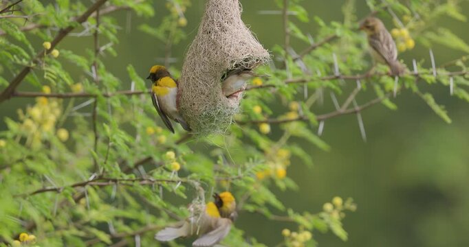 Slow-motion view of a baya weaver courting while a female examines his newly woven nest