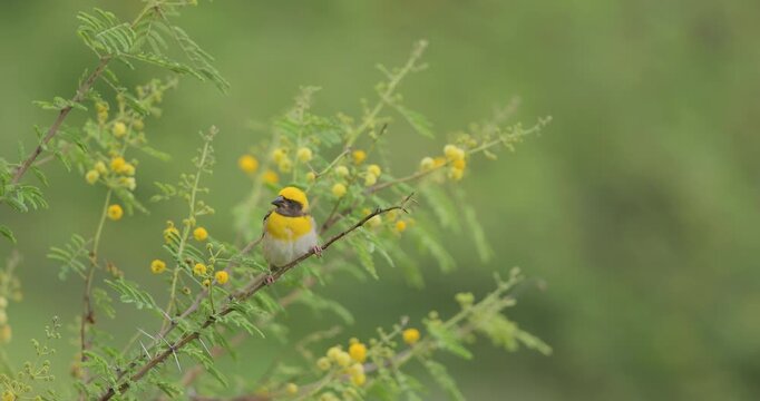 Male baya weaver on spiny acacia tree weaves initial grass fibers, starting a nest during the season's first rains and flies