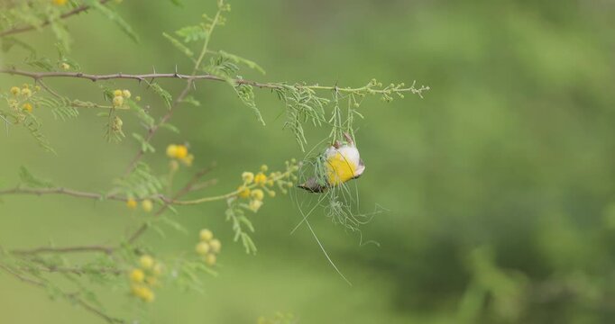A Yellow baya weaver bird male carefully knots fresh grass in slow motion as the first stage of nest building begins