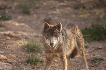 Wolf in the wild © Joanna