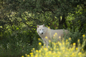 Wolf in the wild © Joanna