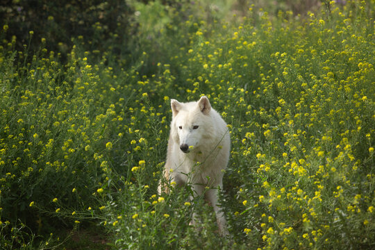 Wolf in the wild