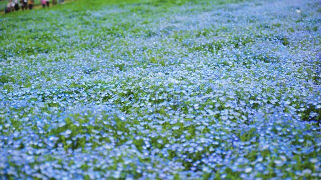 Thousands of Blue Flowers in Meadow, Seaside Park In Japan Spring