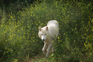 Wolf in the wild © Joanna