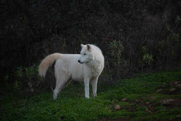 Wolf in the wild © Joanna