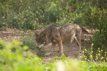 Wolf in the wild © Joanna