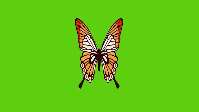 butterfly vector illustration