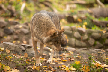 Wolf in the wild © Joanna