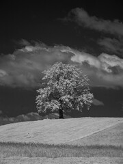 Obraz premium Solitary Tree under Dramatic Clouds