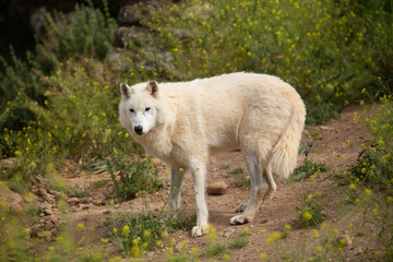 Wolf in the wild © Joanna