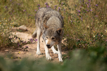 Wolf in the wild © Joanna