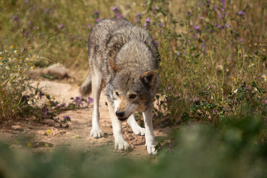 Wolf in the wild