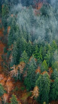Thick pine-tree woods with evergreen and dry trees. Top view on the forest with road along in the Mount Rainer National park, Washington State, the USA. Top view. Vertical video