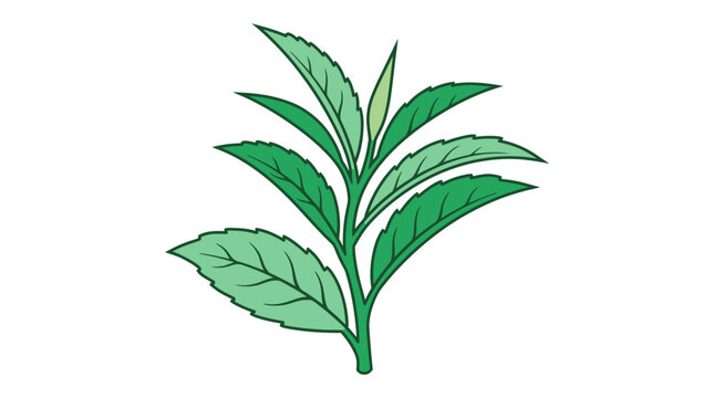 Illustration vectorielle d'une pousse de th&eacute; vert frais avec des feuilles sur fond blanc, id&eacute;ale pour les concepts de boisson et de nature.