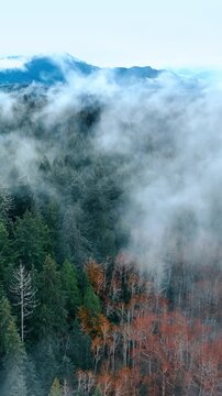 Fog covers the pine tree woods in the mountainous area. Top view on the beautiful Mount Rainer National park, Washington State, the USA. Vertical video