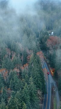 Red car goes by the road in vast pine tree woods being covered with thick mist. The Mount Rainer National park, Washington State, the USA. Top view. Vertical video