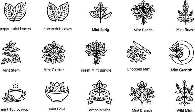 Mint Herbs Outline Icons Vector Set, Peppermint Spearmint Sprig Leaves