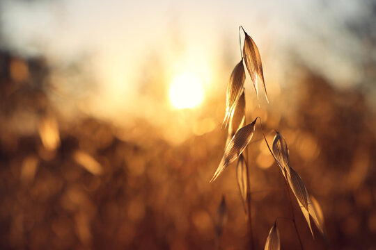plant in the forest at sunset time