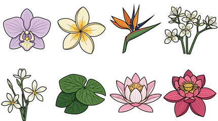 Obraz premium Ensemble d'illustrations vectorielles de fleurs tropicales exotiques incluant orchidée, frangipanier, oiseau du paradis, jasmin, nénuphar et lotus sur fond blanc