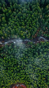 Narrow line of river crosses the scenery of evergreen pine tree forest. Drone footage above the Mount Rainer National park, Washington State, the USA. Vertical video