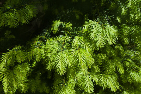 Bright green spring growth on an English yew tree, Taxus baccata