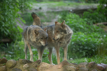 Wolf in the wild © Joanna