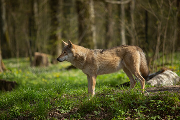 Wolf in the wild © Joanna