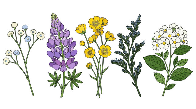 Cole&ccedil;&atilde;o de ilustra&ccedil;&otilde;es bot&acirc;nicas desenhadas &agrave; m&atilde;o, apresentando uma variedade de flores e folhagens como lupino roxo, ran&uacute;nculos amarelos e delicadas infloresc&ecirc;ncias brancas, perfeitas para design