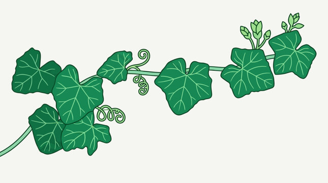 Illustration d'une plante grimpante verte avec des feuilles en forme de c&oelig;ur et des vrilles sur un fond blanc pour design graphique &eacute;pur&eacute;.