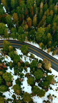 Winter in the pine tree forest. Red car goes slowly by the road crossing the wood. Mount Rainer National park, Washington State, the USA. Vertical video